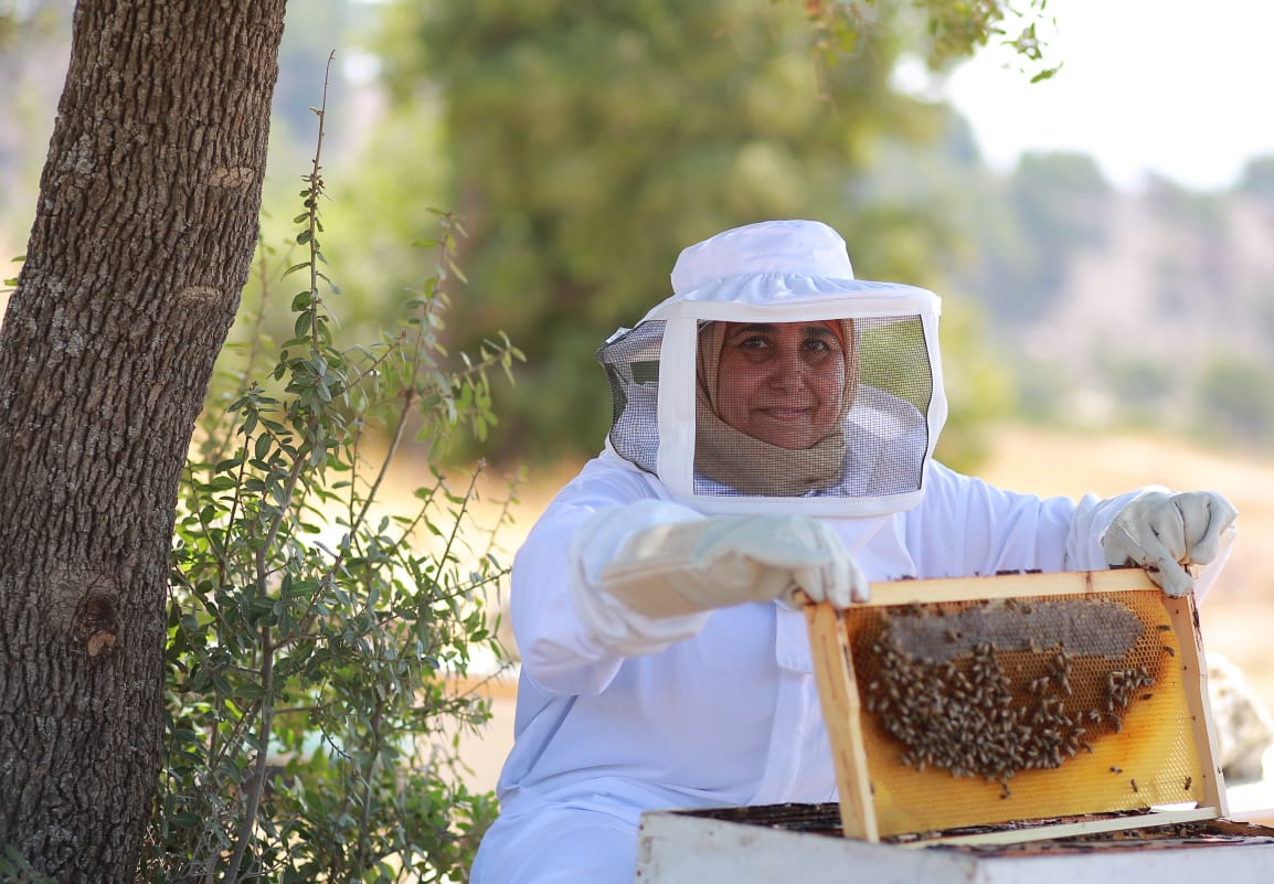 Bisan Bee Hives       مناحل بيسان