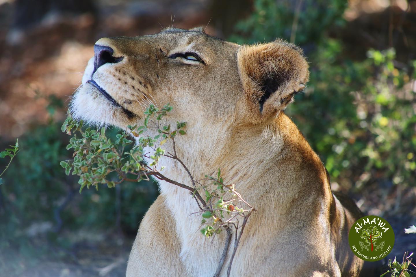 Al Ma'wa for Nature and Wildlife - محمية المأوى للطبيعة والبرية  