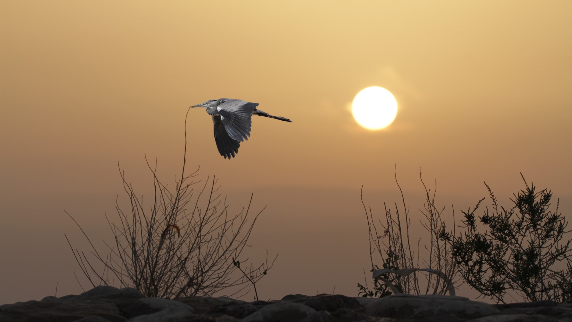 Birdwatching in Aqaba