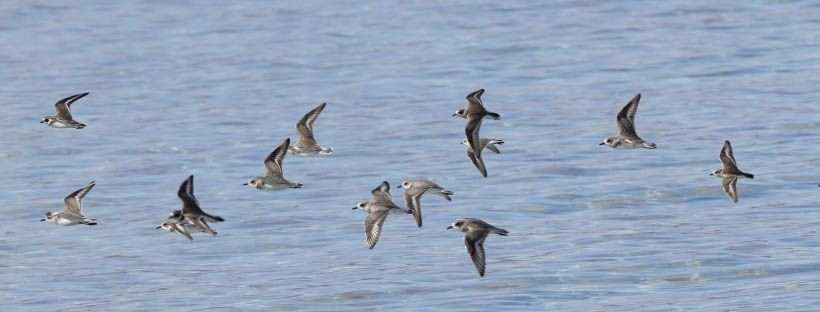 Birdwatching in Aqaba