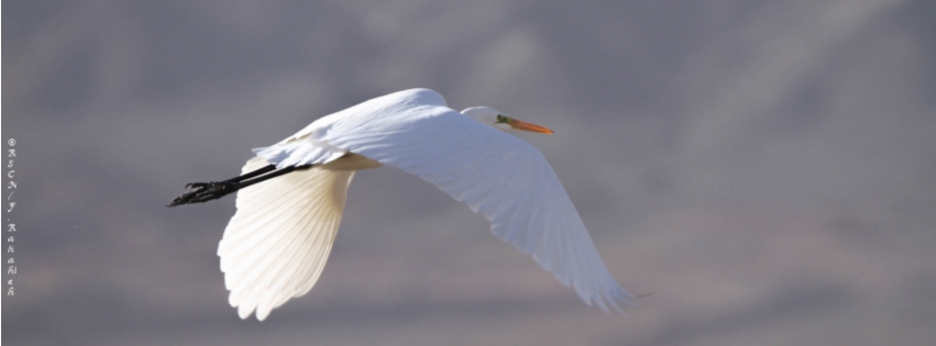 Birdwatching in Aqaba