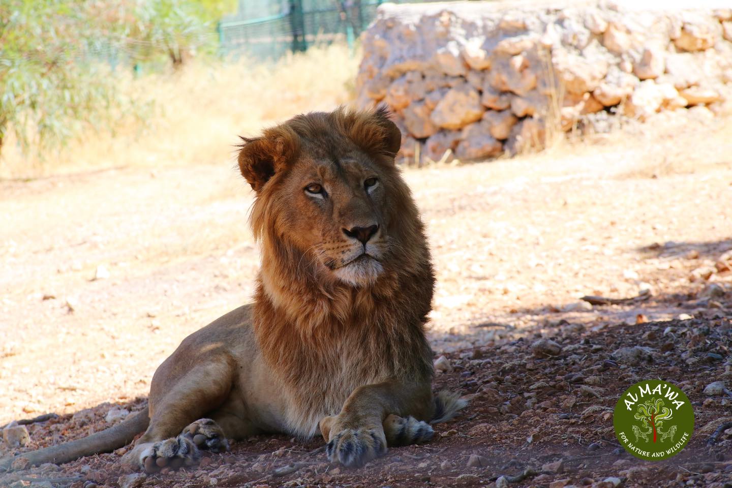 Al Ma'wa for Nature and Wildlife - محمية المأوى للطبيعة والبرية  