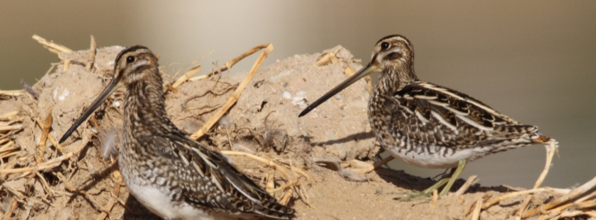 Birdwatching in Aqaba