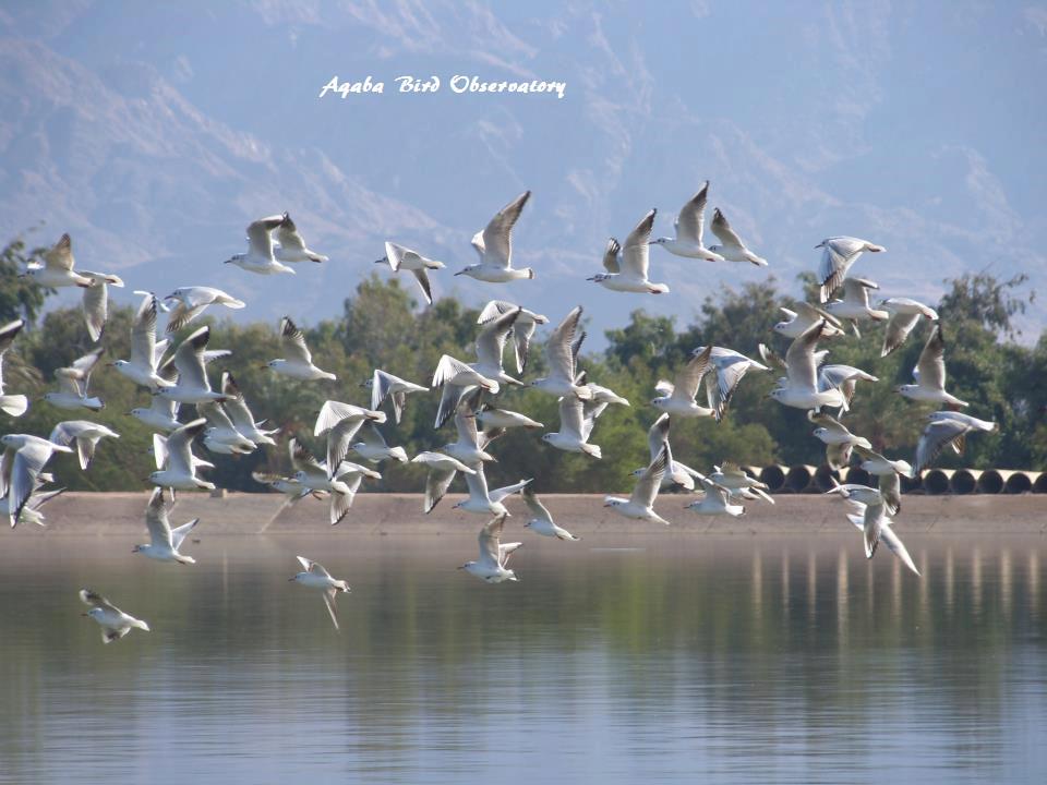 Birdwatching in Aqaba