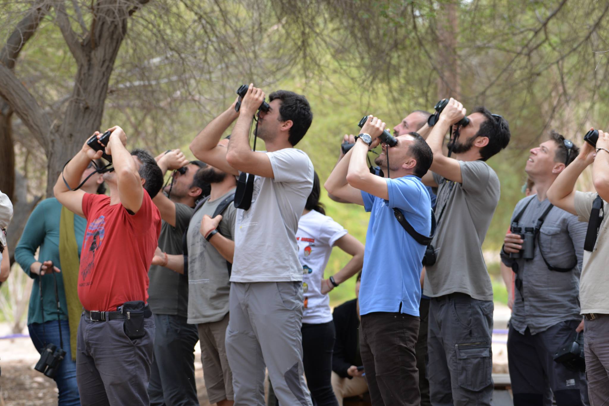 Birdwatching in Aqaba