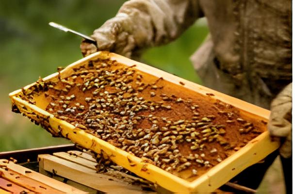 Beekeeping and Honey Harvesting