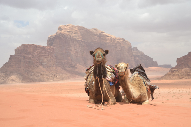 Zad Desert Experience: Camel riding, local foods, stargazing