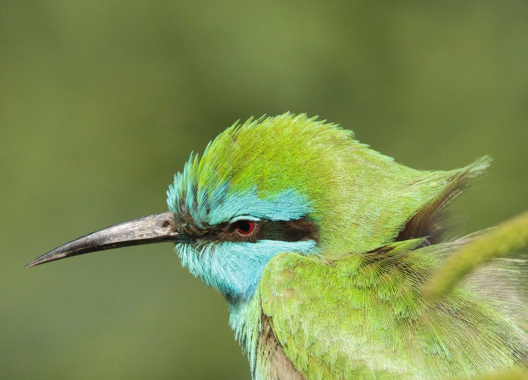 Birdwatching in Aqaba