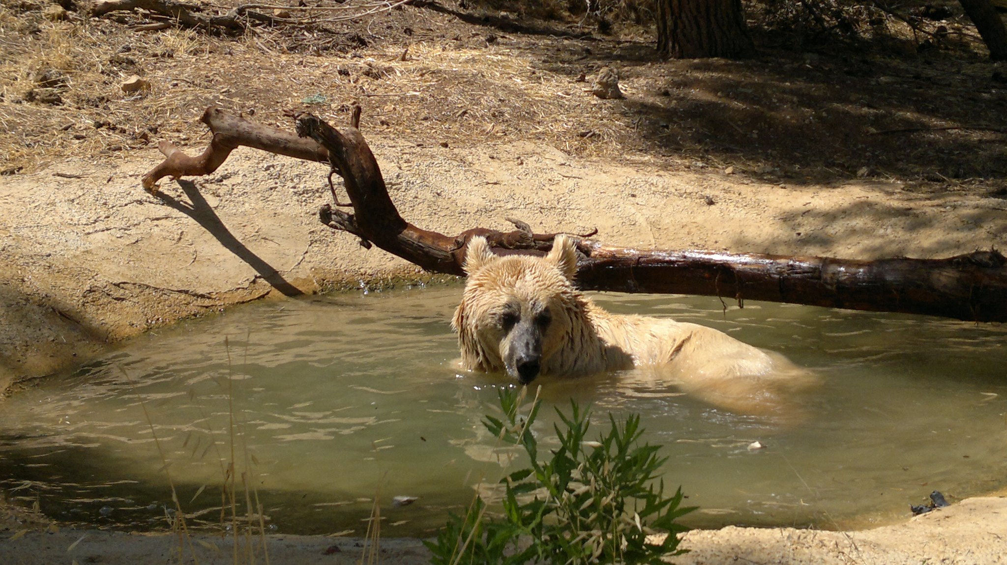 Al Ma'wa for Nature and Wildlife - محمية المأوى للطبيعة والبرية  