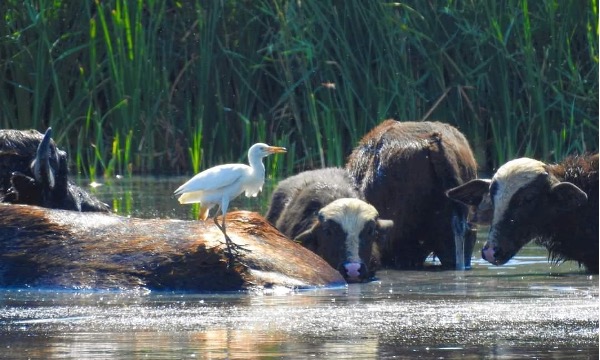 Water Buffalo Trail