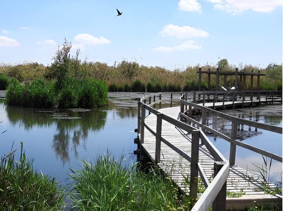 Water Buffalo Trail