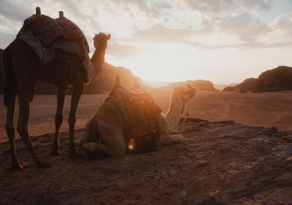 A Day in a Bedouin’s Life