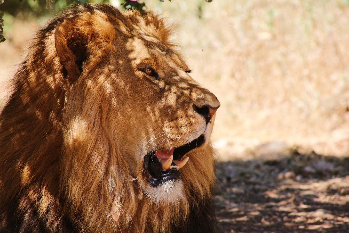 Al Ma'wa for Nature and Wildlife - محمية المأوى للطبيعة والبرية  